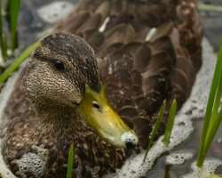 It is also a preferred location for bird watchers as a number of birds nestled in the garden.